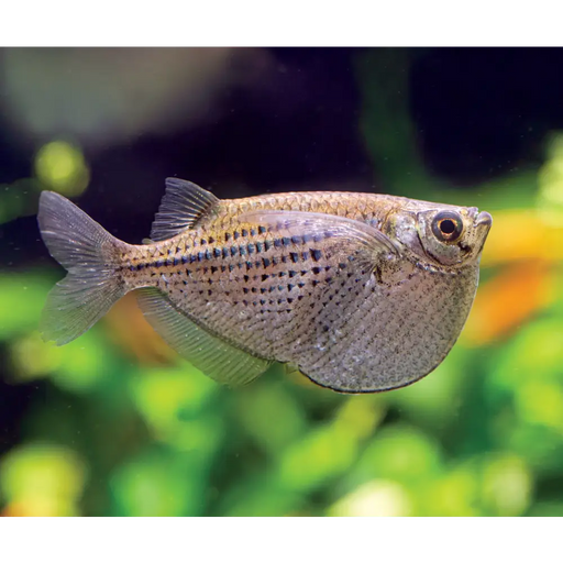 Spotted hatchetfish - animals & pet supplies