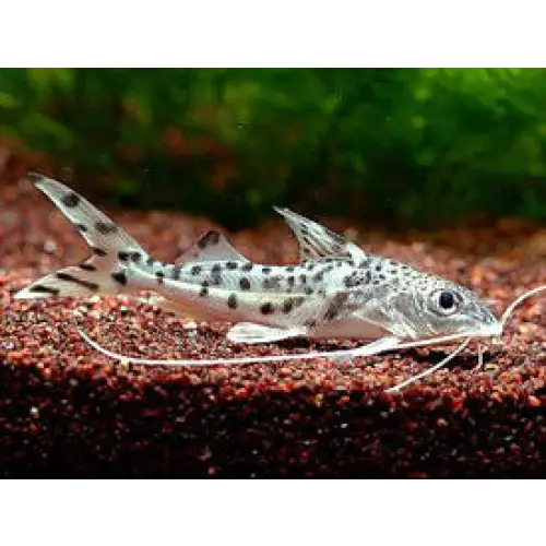 Spotted pimelodella - single (~10cm) - livestock