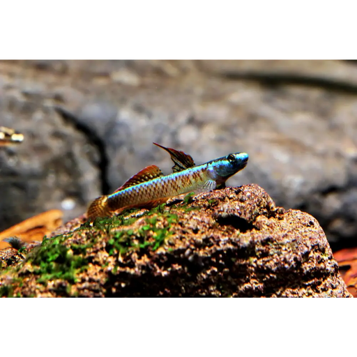 Stiphodon percnopterygionus 1 pair (3 4 cm) livestock