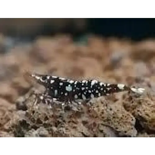 Sulawesi black galaxy shrimp livestock