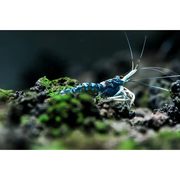 Sulawesi blue ghost shrimp livestock