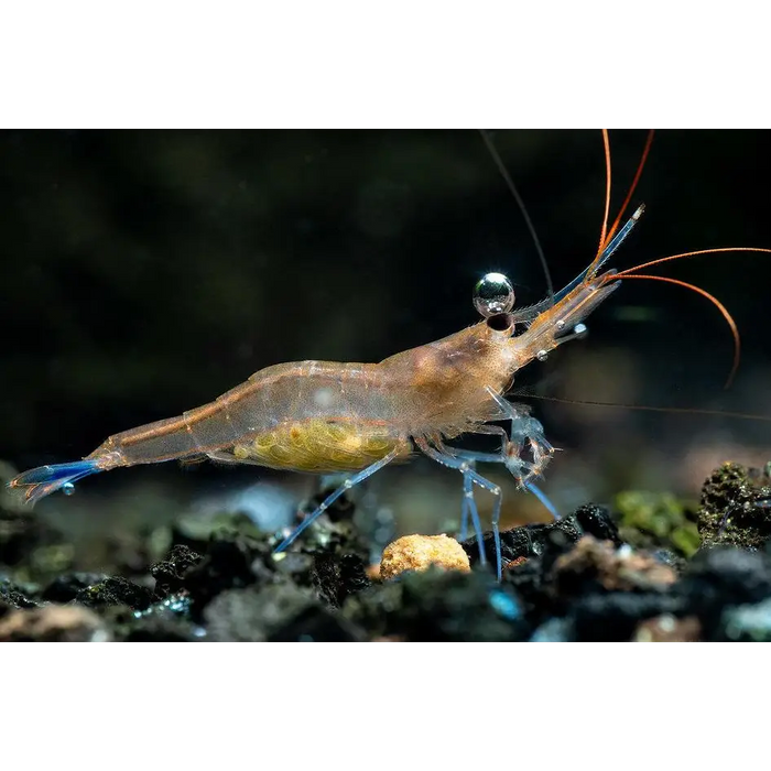 Sulawesi blue leg shrimp livestock
