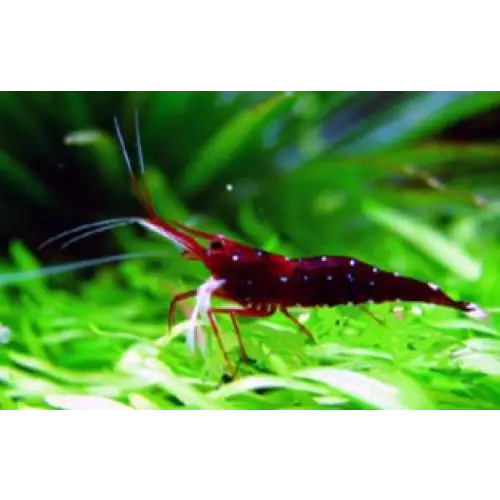 Sulawesi white sock shrimp - livestock