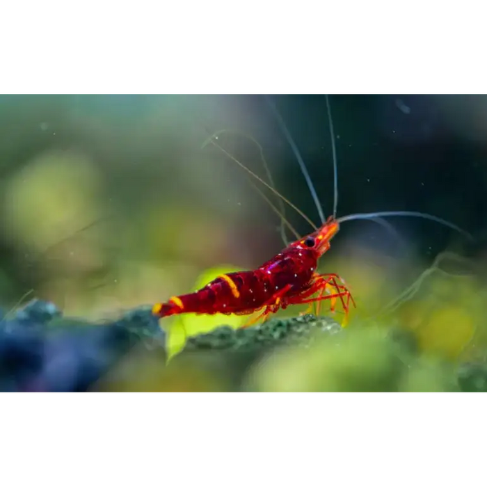Sulawesi yellow cheek shrimp - livestock