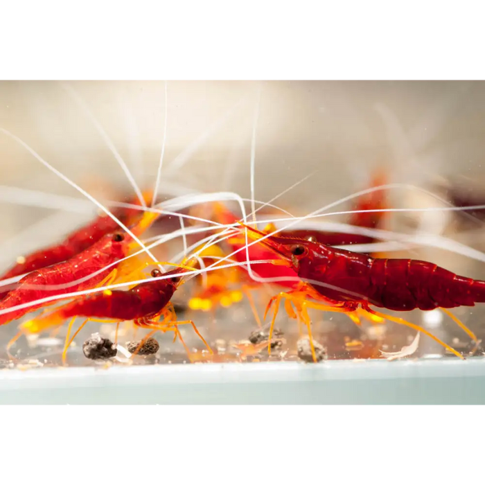 Sulawesi yellow nose shrimp - livestock