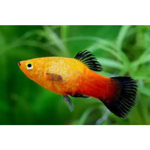 Sunset wagtail platy livestock
