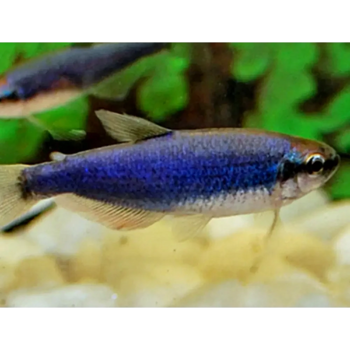 Super blue kerri tetra - 1 fish - livestock