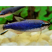 Super blue kerri tetra - 1 fish - livestock