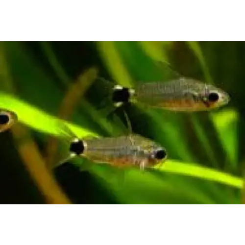 Tail-spot pygmy cory - animals & pet supplies