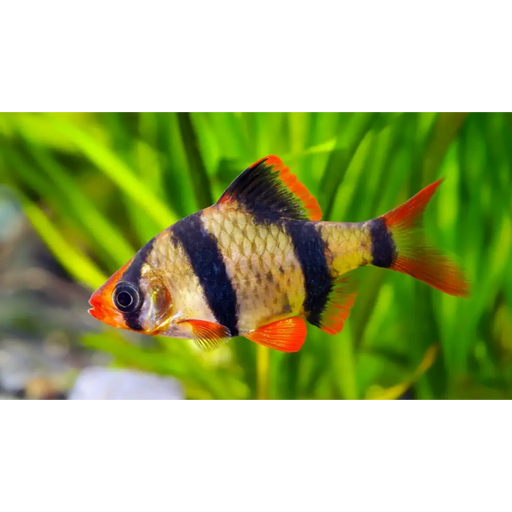 Tiger barb livestock