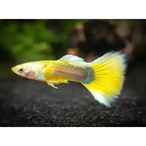 Tuxedo yellow guppy livestock