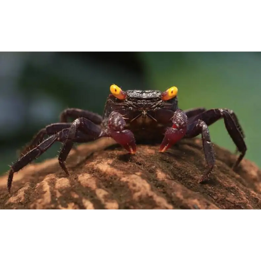 Vampire crab livestock