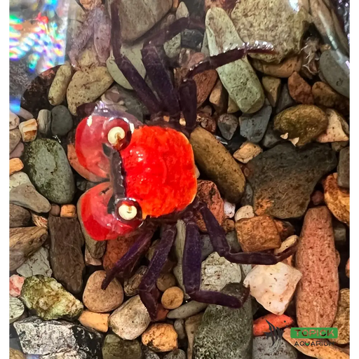 Vampire crab red devil livestock