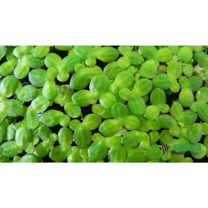 Various floating plants duckweed (3x3 inch)