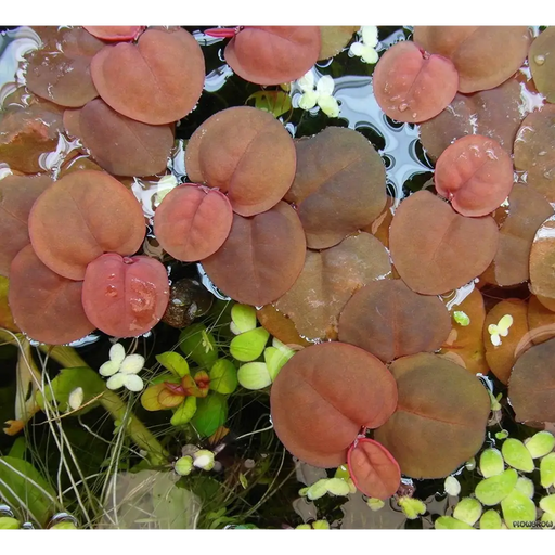 Various floating plants - red root floater (3x3 inch)
