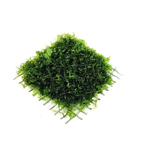 Various moss - coral moss(riccardia chamedryfolia) 4x4cm