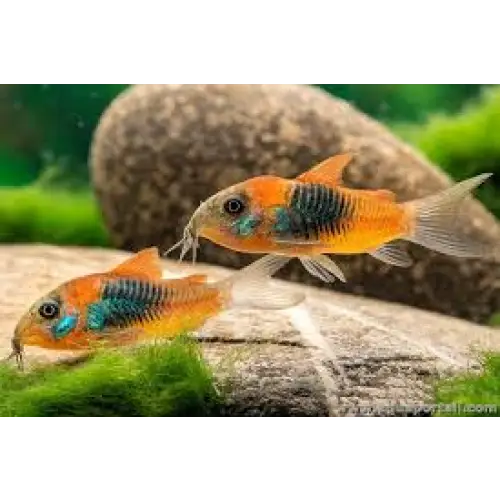 Venezuela orange corydoras animals & pet supplies
