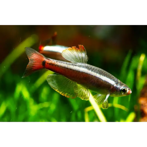 White cloud mountain minnow livestock