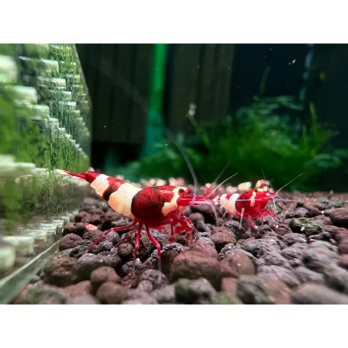 Wine red kingkong shrimp - livestock