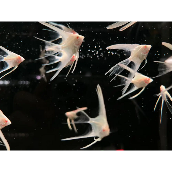 Yellow albino longfin angelfish 4 5cm livestock