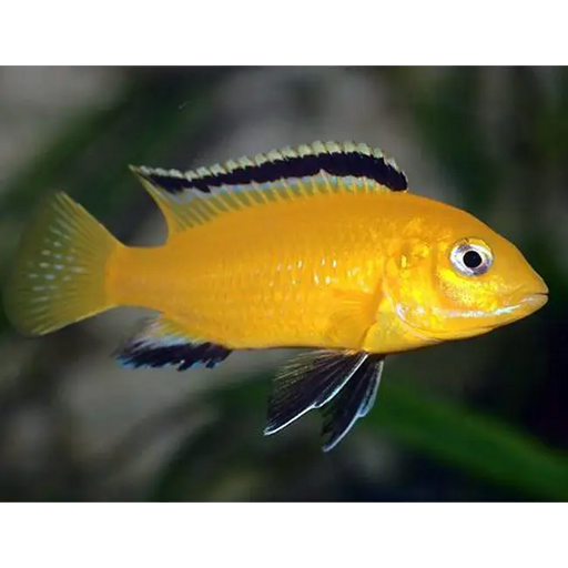 Yellow lab cichlid - single - livestock