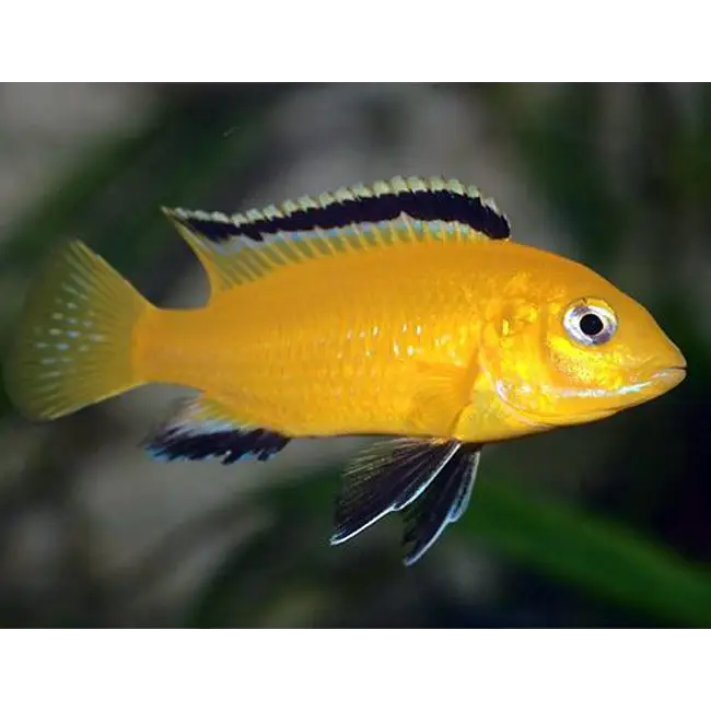 Yellow lab cichlid single livestock