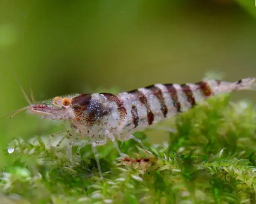 Zebra shrimp - livestock