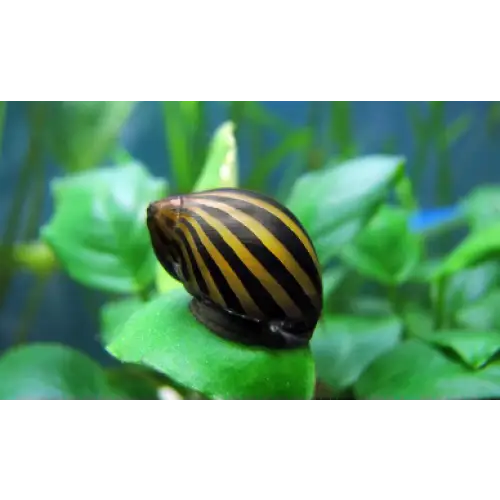 Zebra stripe snail - single - livestock