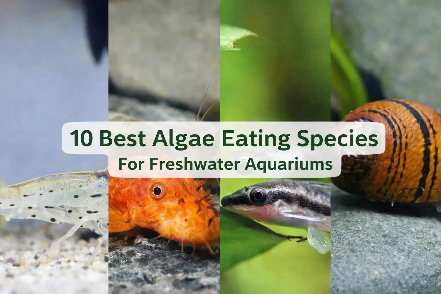 10 best algae eating fish shrimp & snails for freshwater