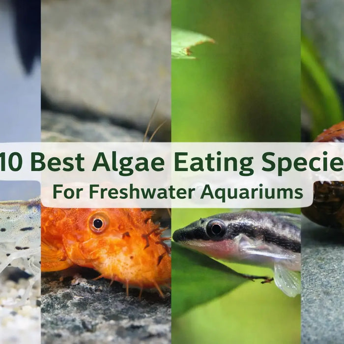 10 best algae eating fish shrimp & snails for freshwater