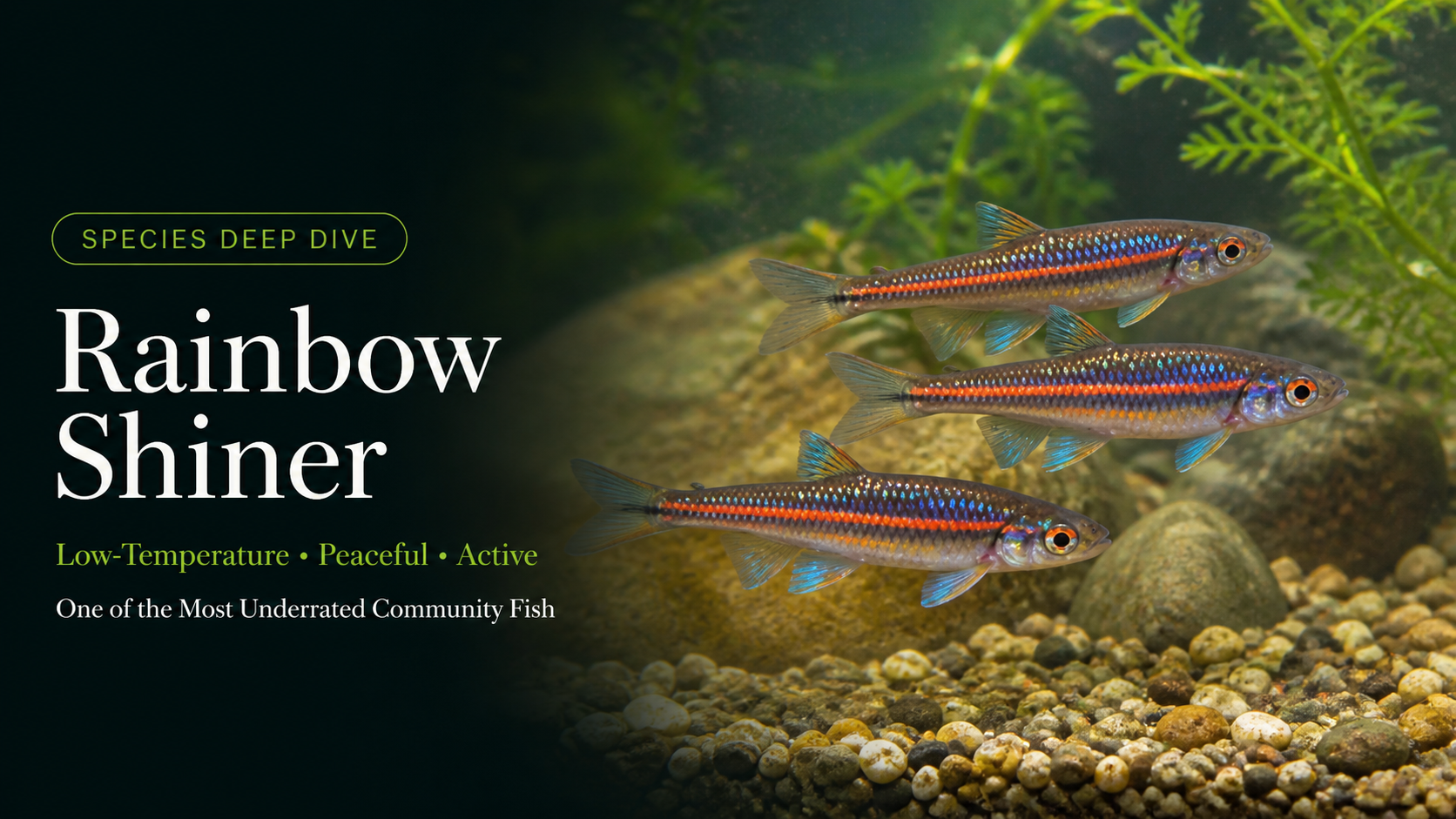 Rainbow Shiner: The Most Underrated Community Fish for Canadian Aquariums?