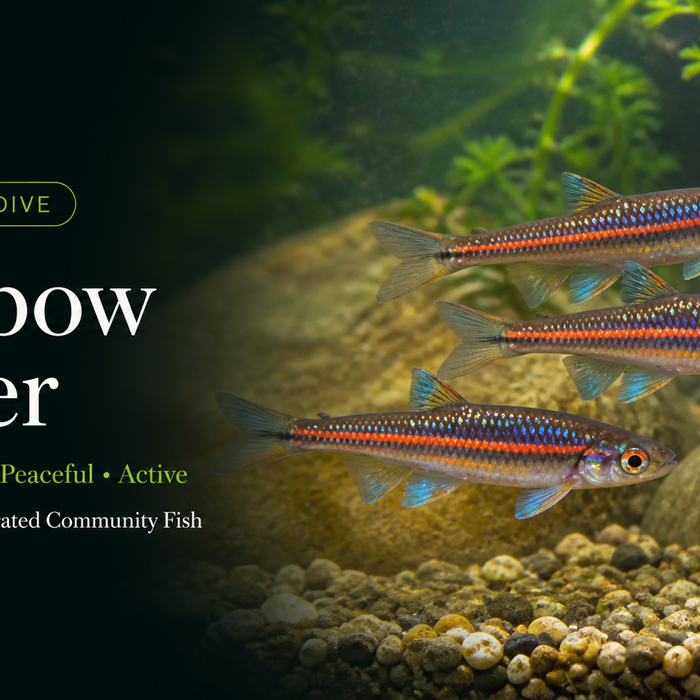 Rainbow Shiner: The Most Underrated Community Fish for Canadian Aquariums?