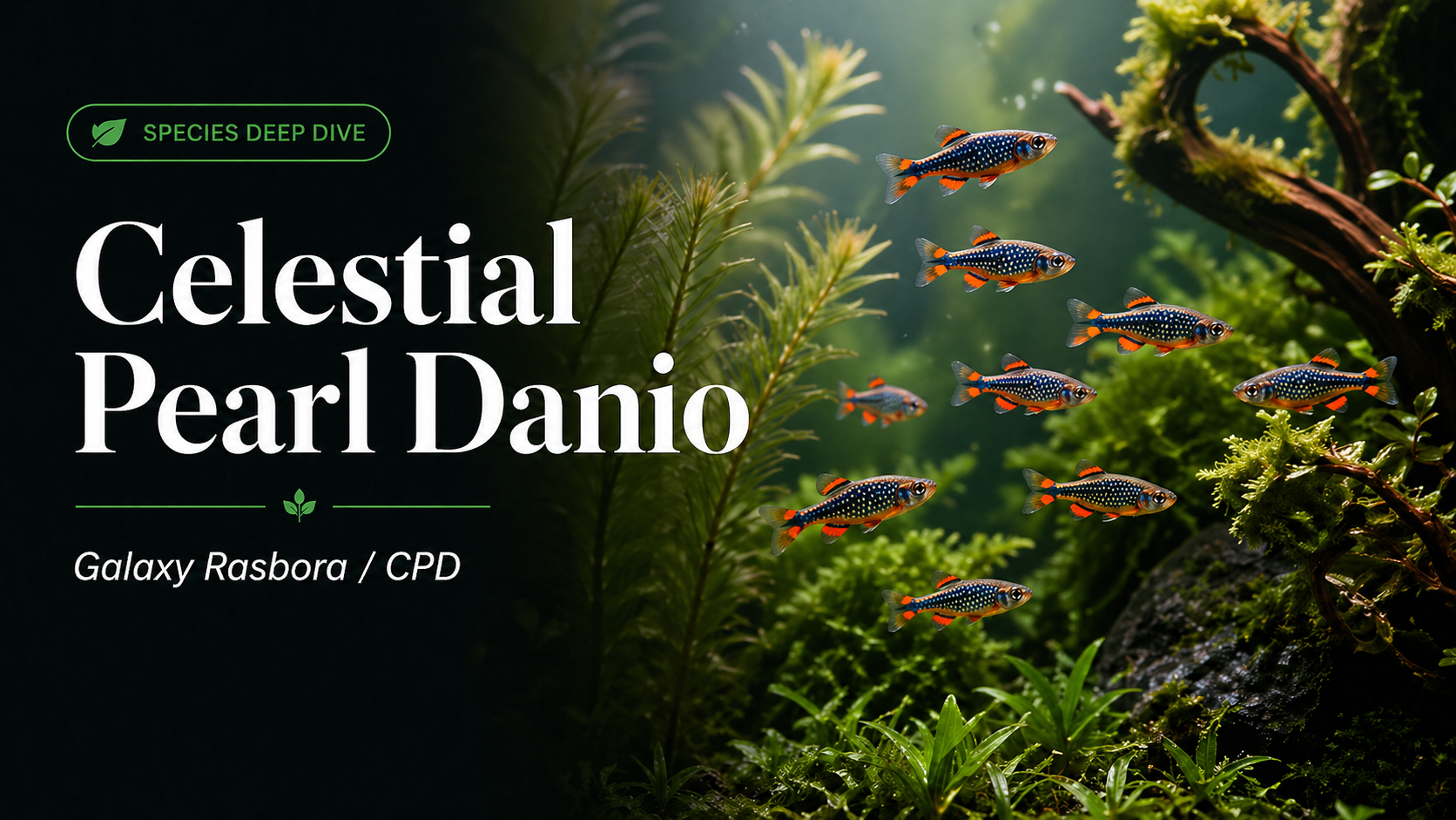Celestial Pearl Danio (Galaxy Rasbora / CPD): Why This Tiny Fish Often Fails in Bare Tanks — And Thrives in the Right Setup