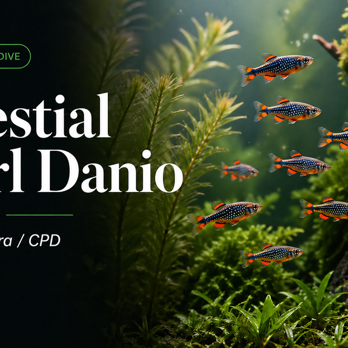 Celestial Pearl Danio (Galaxy Rasbora / CPD): Why This Tiny Fish Often Fails in Bare Tanks — And Thrives in the Right Setup
