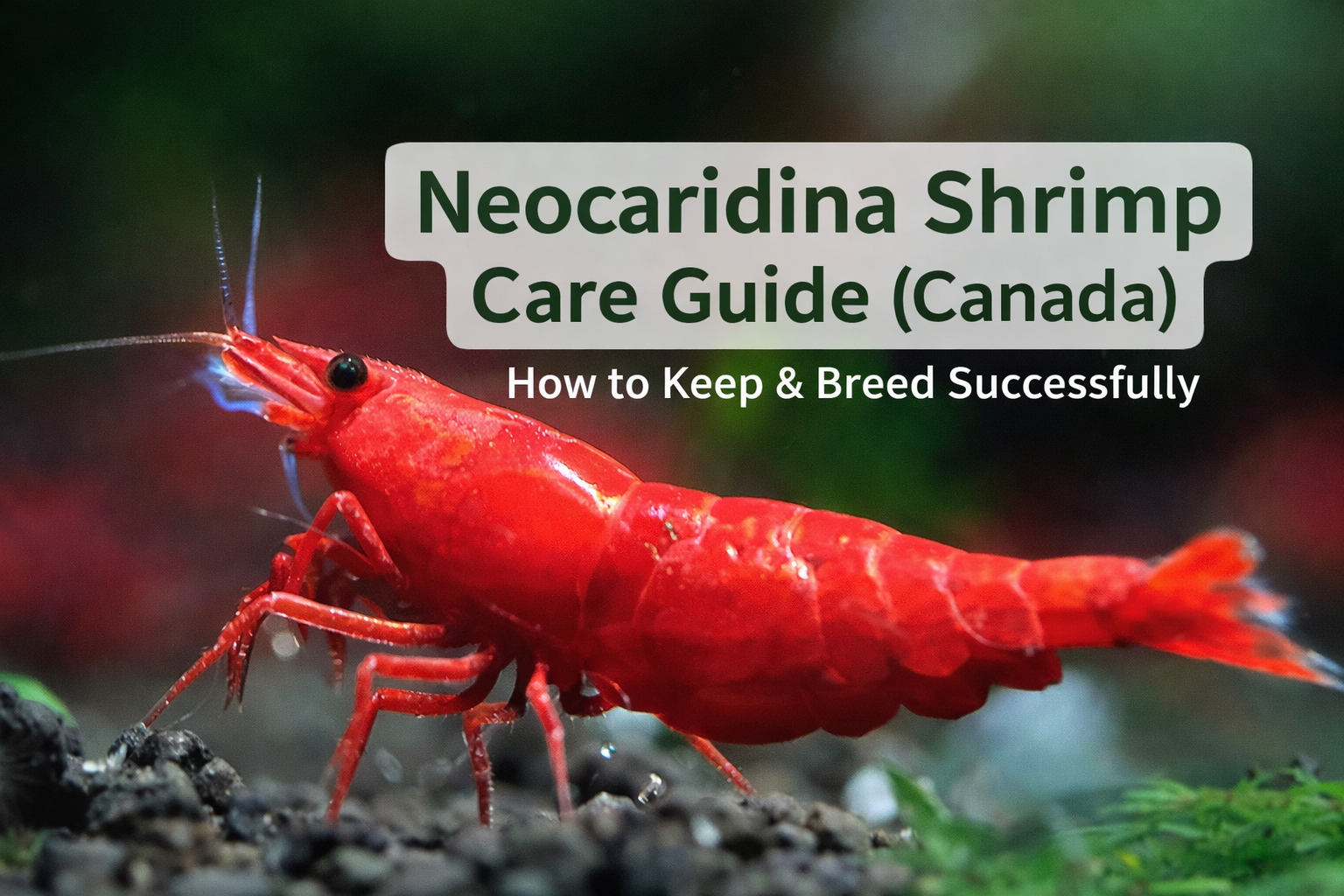 Neocaridina Shrimp Care Guide in Canada