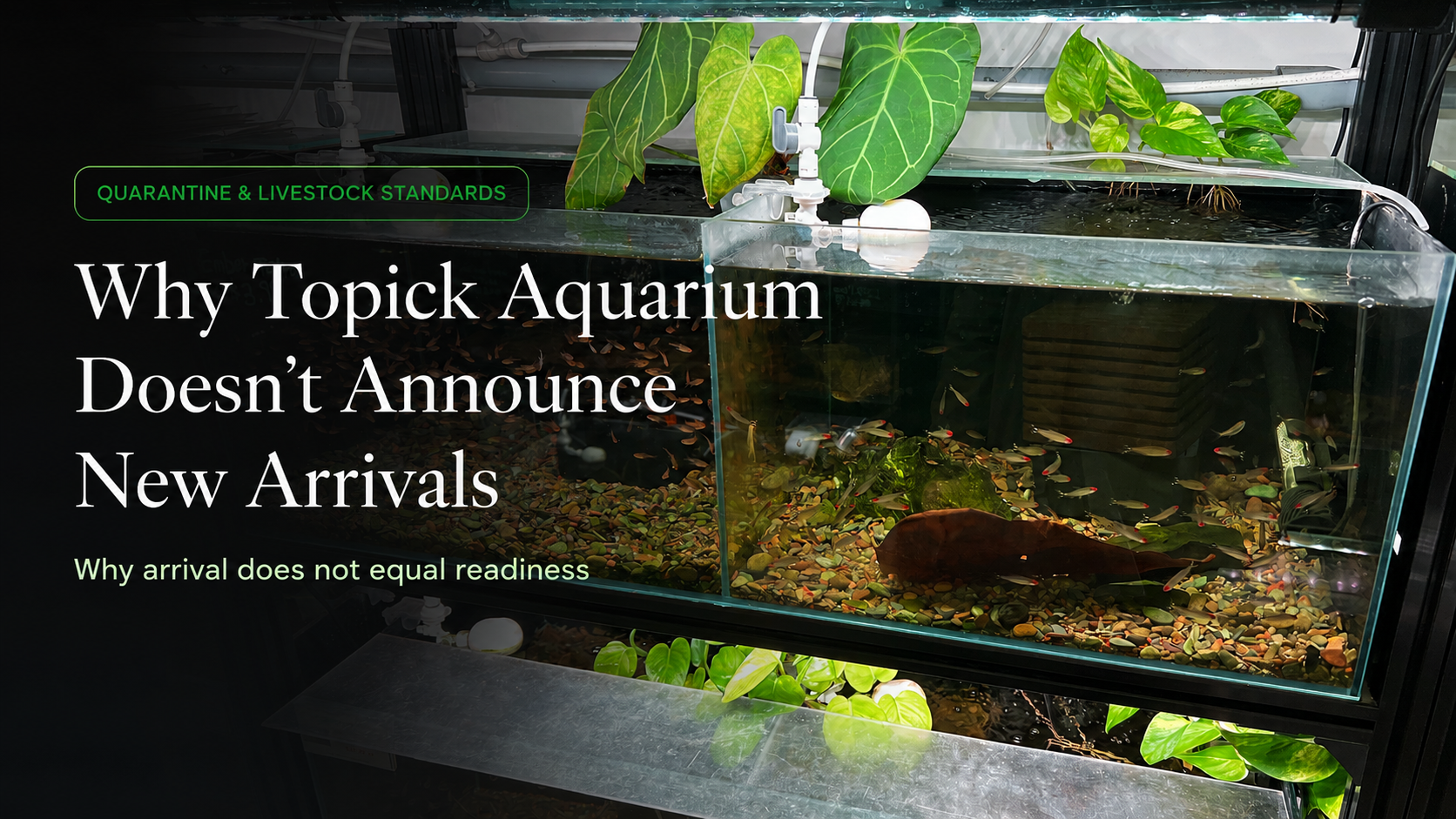 Why Topick Aquarium Doesn’t Announce New Arrivals