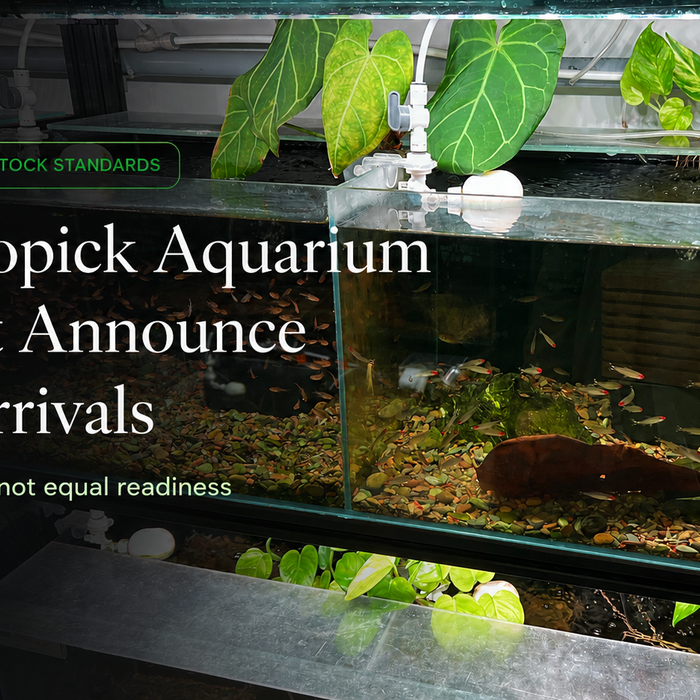Why Topick Aquarium Doesn’t Announce New Arrivals