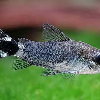 Pygmy Cory & Tail Spot Cory Care Guide (Corydoras pygmaeus & hastatus)