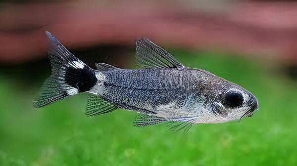 Pygmy Cory & Tail Spot Cory Care Guide (Corydoras pygmaeus & hastatus)