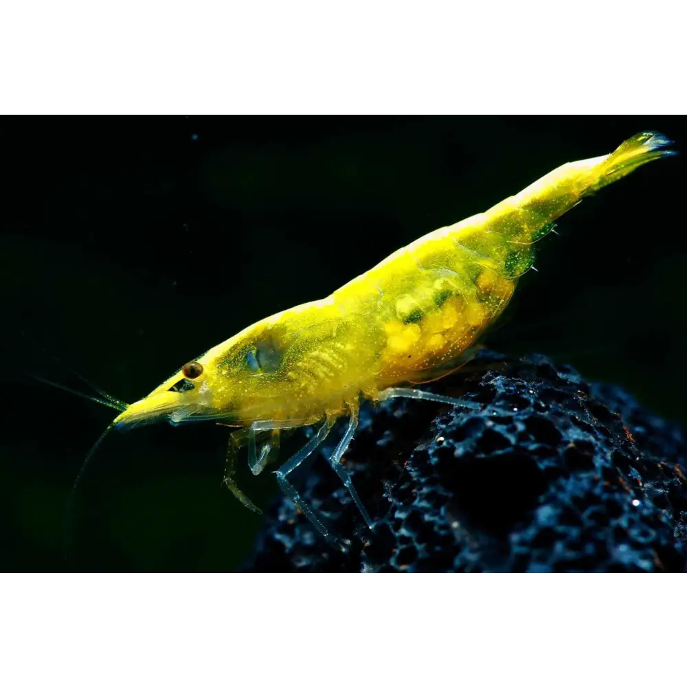 Beginner shrimp keeping in canada: 10 things you need