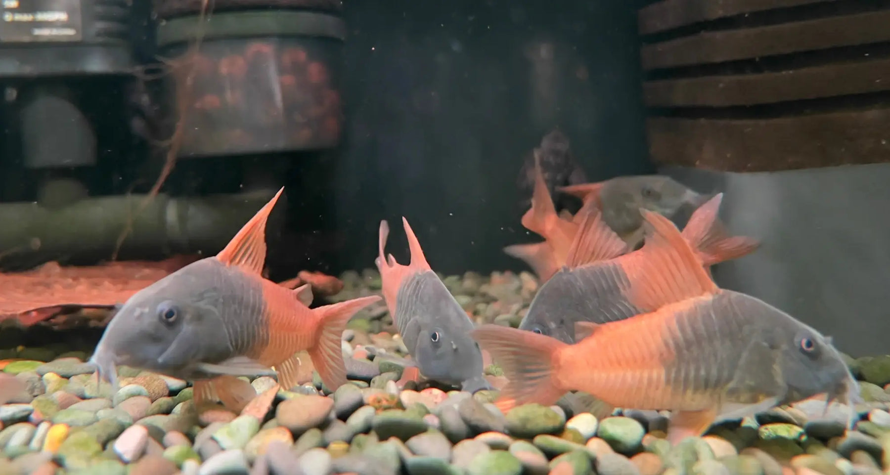 Corydoras concolor “rio tomo” (cw217) care guide | canada