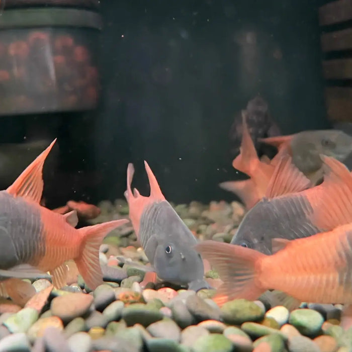 Corydoras concolor “rio tomo” (cw217) care guide | canada