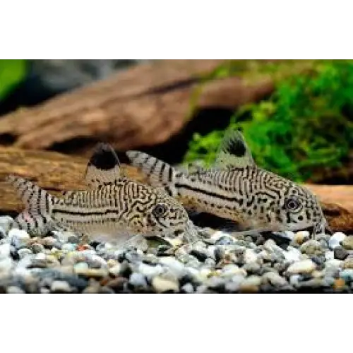 How to make your aquarium look premium (beginner & low