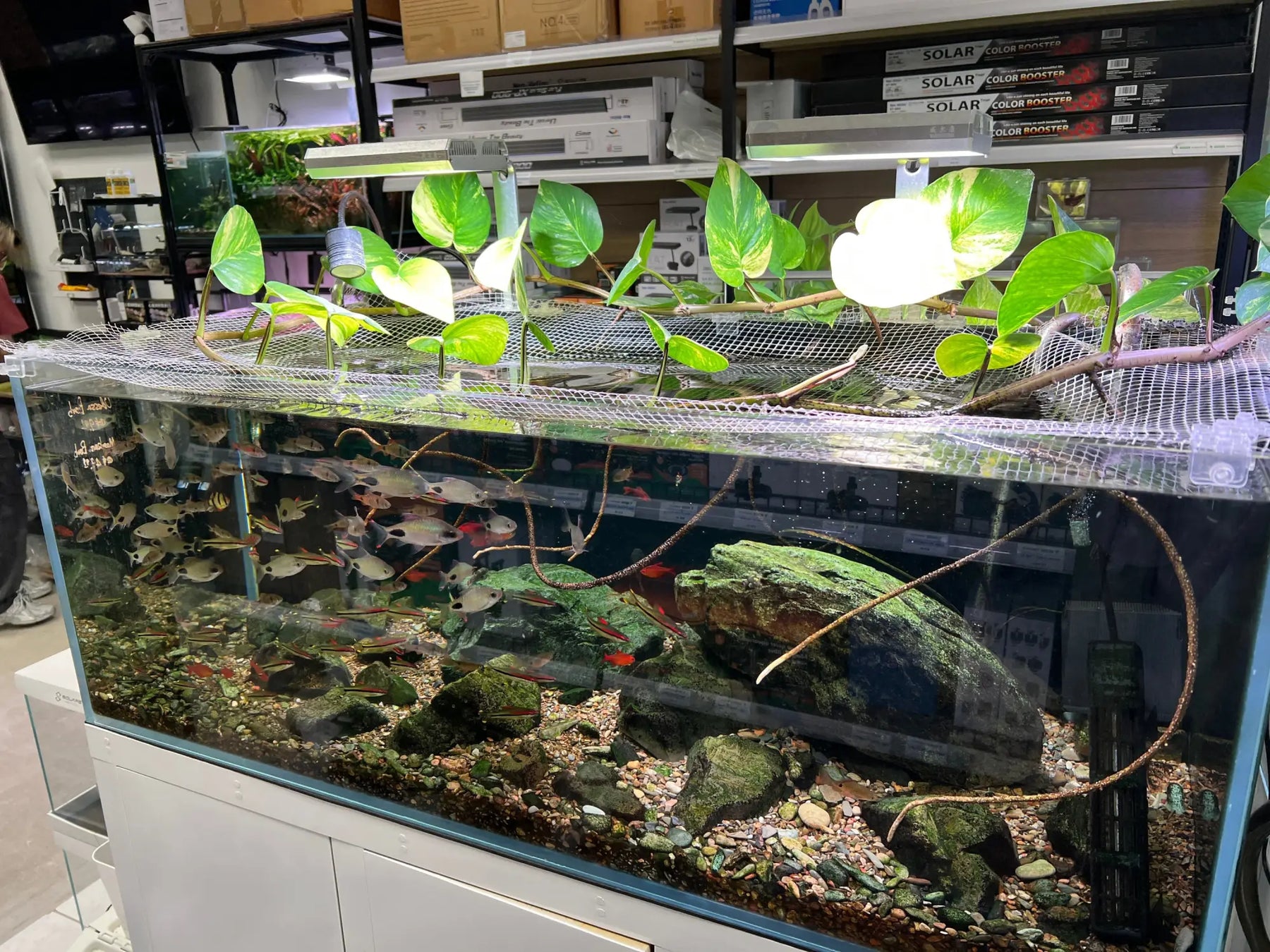 Hydroponic plants: the most underrated stability tool