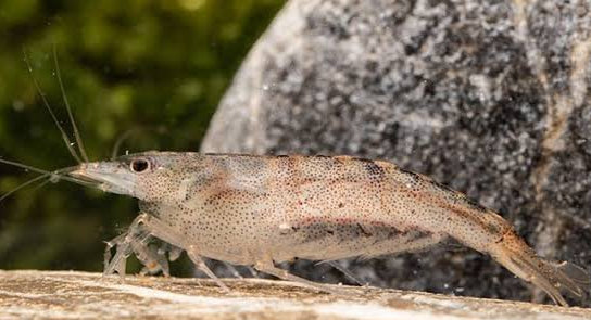 Australian Amano Shrimp (Caridina typus)