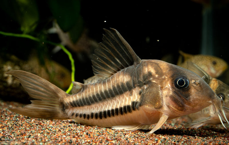 Tenebrosum Cory (CW160 / CW168)