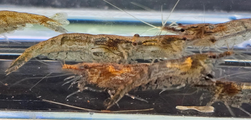 Indonesian Amano Shrimp (Caridina Multidentata)