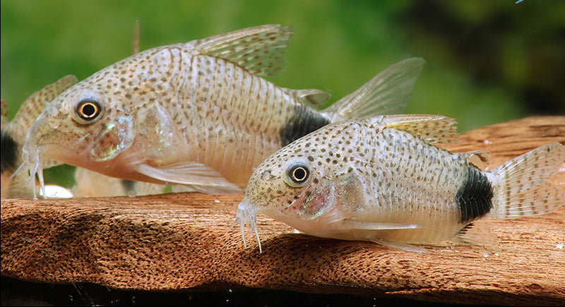 Tailspot Cory (Corydoras caudimaculatus)