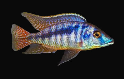 Mchuse Hap (Mylochromis mchuse)