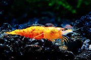 24k sunkist shrimp - livestock